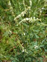 Melilot blanc - Melilotus officinalis-albus (fam. Fabacees) (Photo F. Mrugala)